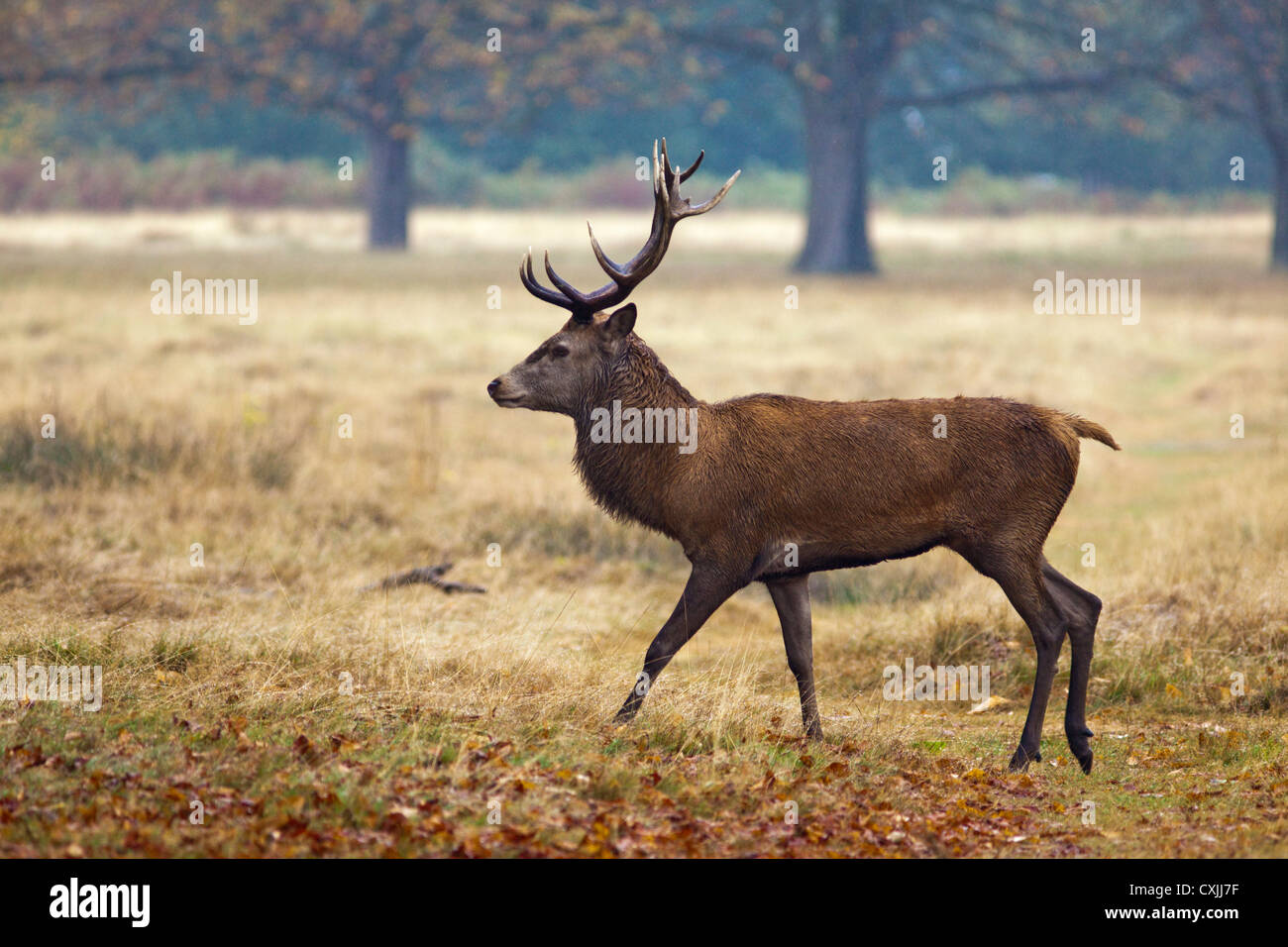 Red Deer (Cervus Elaphus) Rothirsch Portrait, Wandern, Profil, Richmond Park, Großbritannien Stockfoto