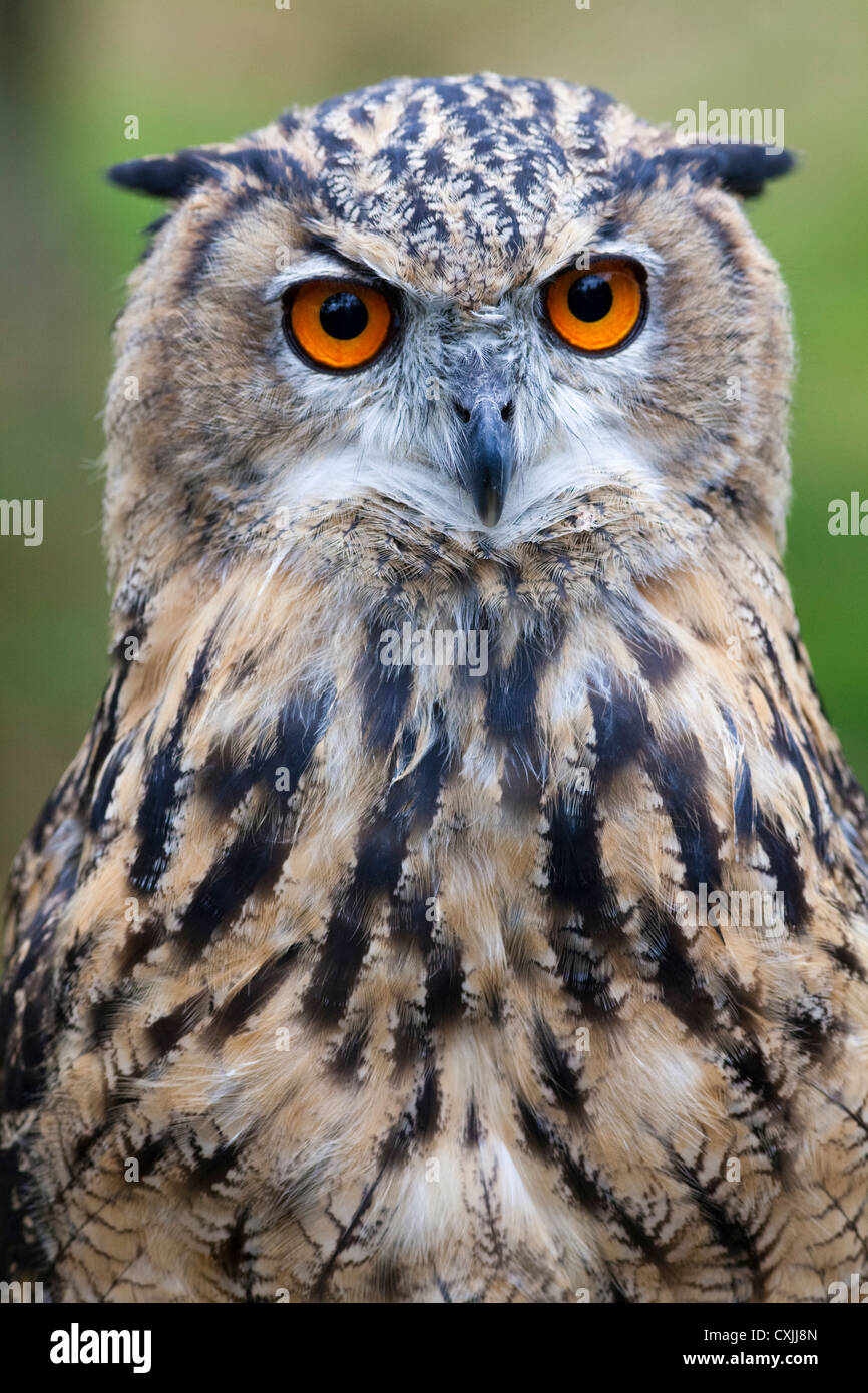 Eurasische Adler-Eule (Bubo Bubo) Porträt, UK Stockfoto