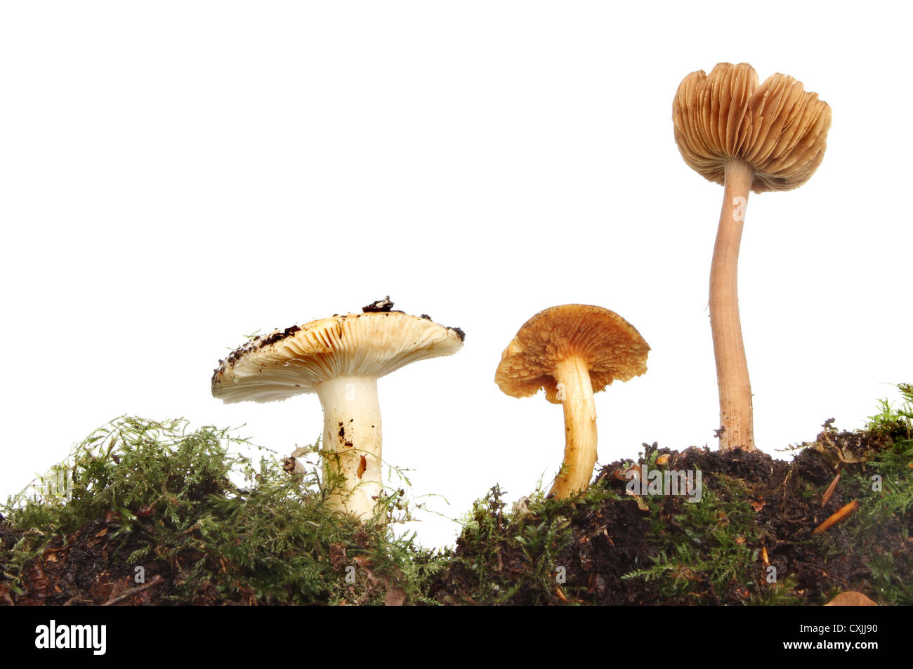 Drei Fliegenpilz-Pilze wachsen in Moos und herbstliche Laub vor einem weißen Hintergrund Stockfoto