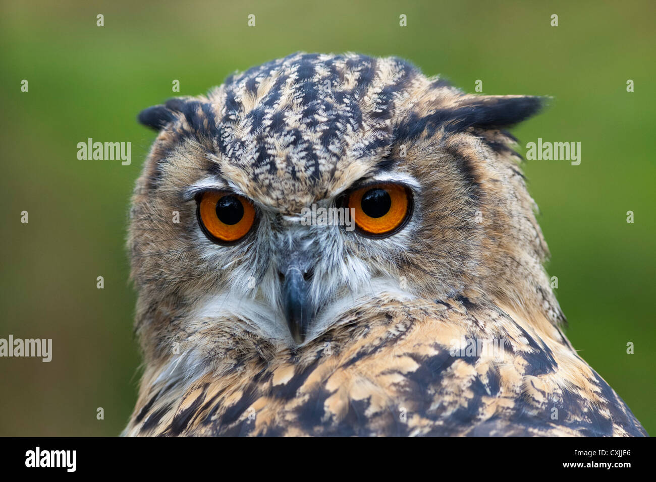 Eurasische Adler-Eule (Bubo Bubo) Porträt, UK Stockfoto