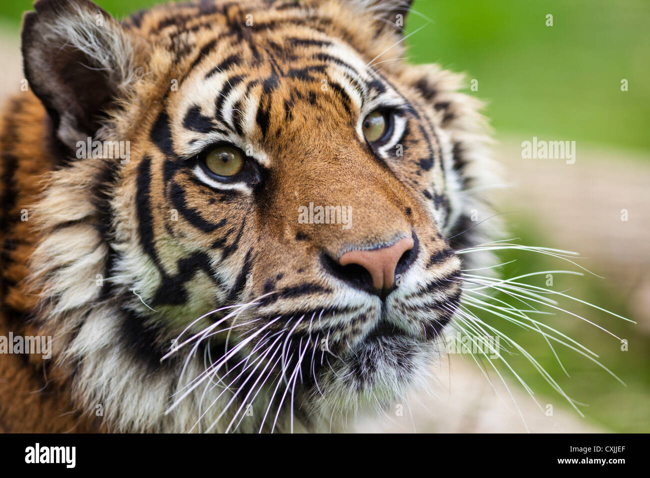 Tiger (Panthera Tigris) schließen Porträt Stockfoto