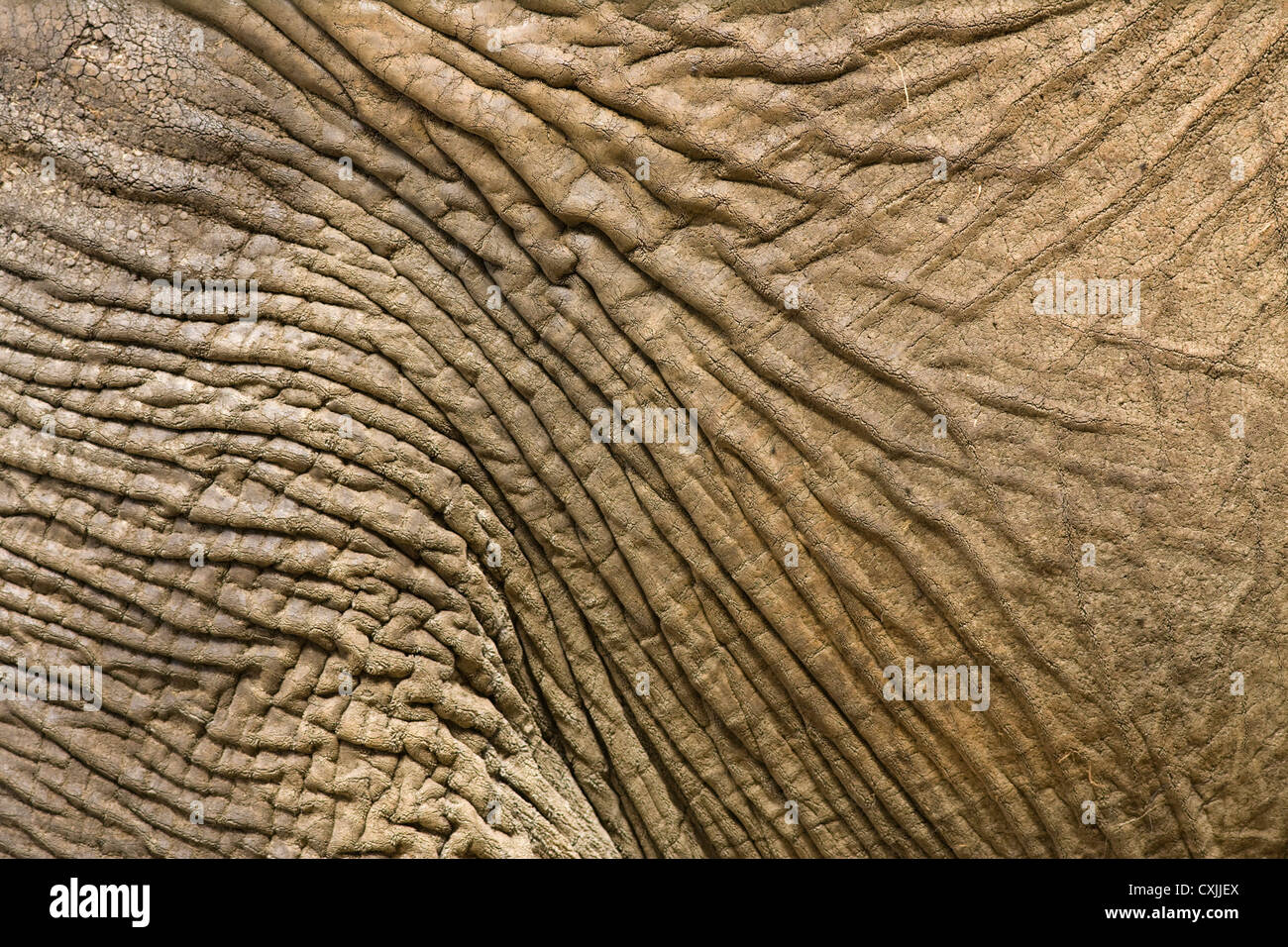 Elefantenhaut close up - Natürliche abstrakte Textur ausblenden Stockfoto