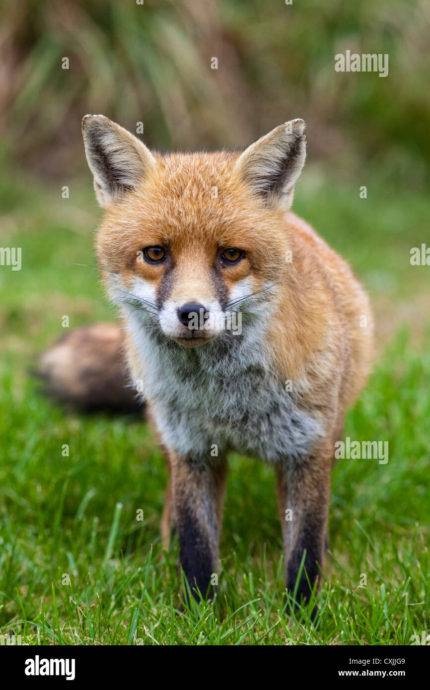 Red Fox (Vulpes vulpes) Porträt, Großbritannien - mit Blick auf die Kamera, in der Nähe Stockfoto