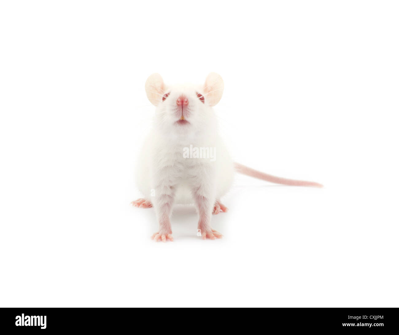 Weiße Ratte isoliert auf weißem Hintergrund Stockfoto