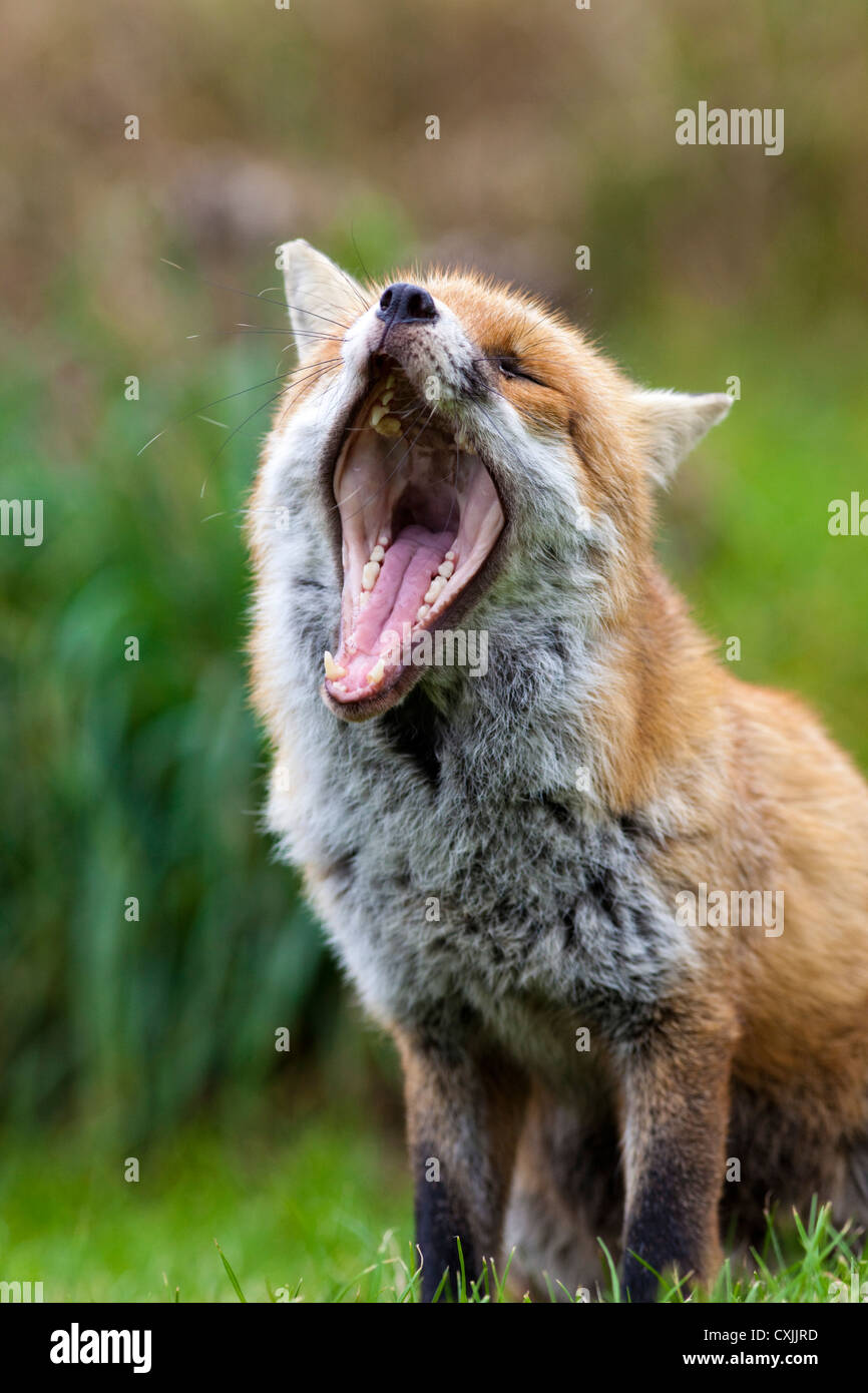 Red Fox (Vulpes vulpes) mit offenem Mund, Gähnen, Großbritannien Stockfoto
