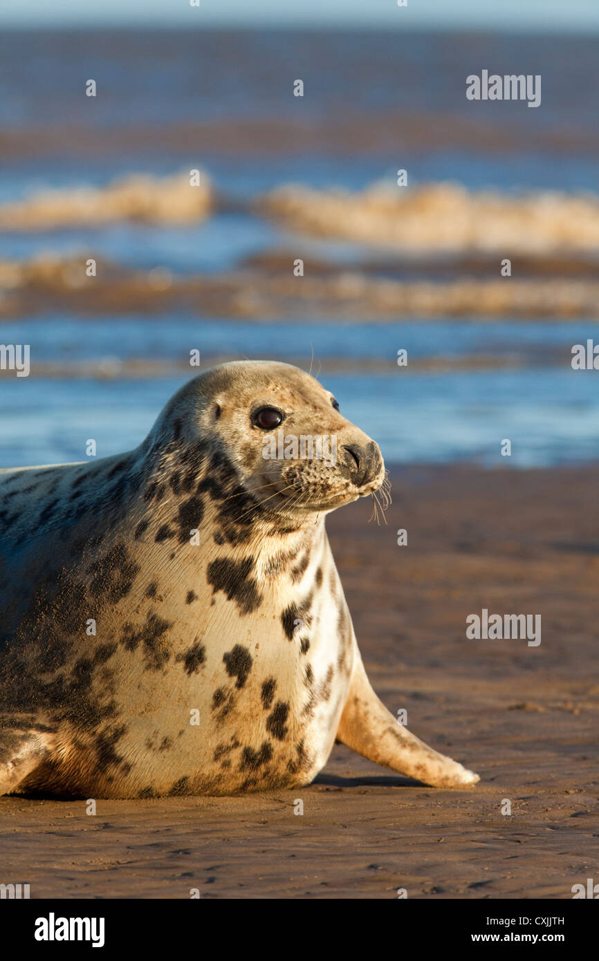 Grey Seal (Halichoerus Grypus) am Strand, Donna Nook, UK Stockfoto