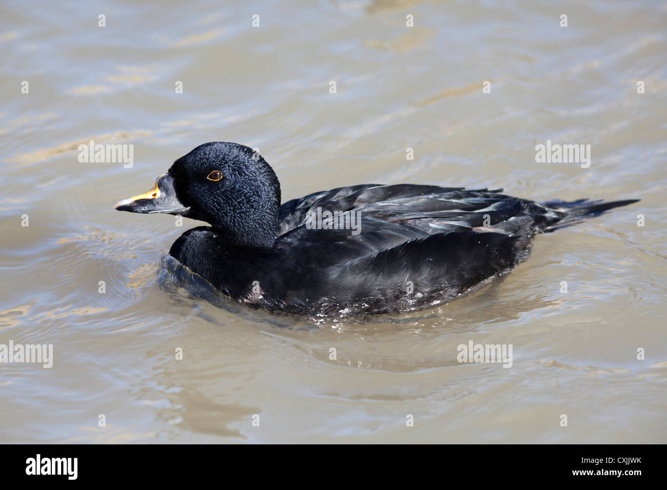 Eurasische gewöhnliche Schaufel (Melanitta nigra) eine Meerente Stockfoto