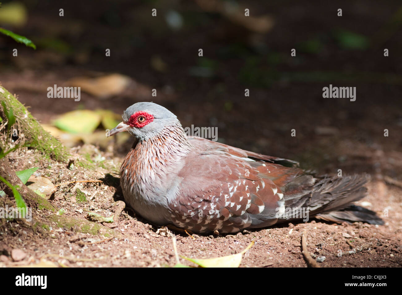 Diamond Dove (Geopelia Cuneata) auf Boden Stockfoto