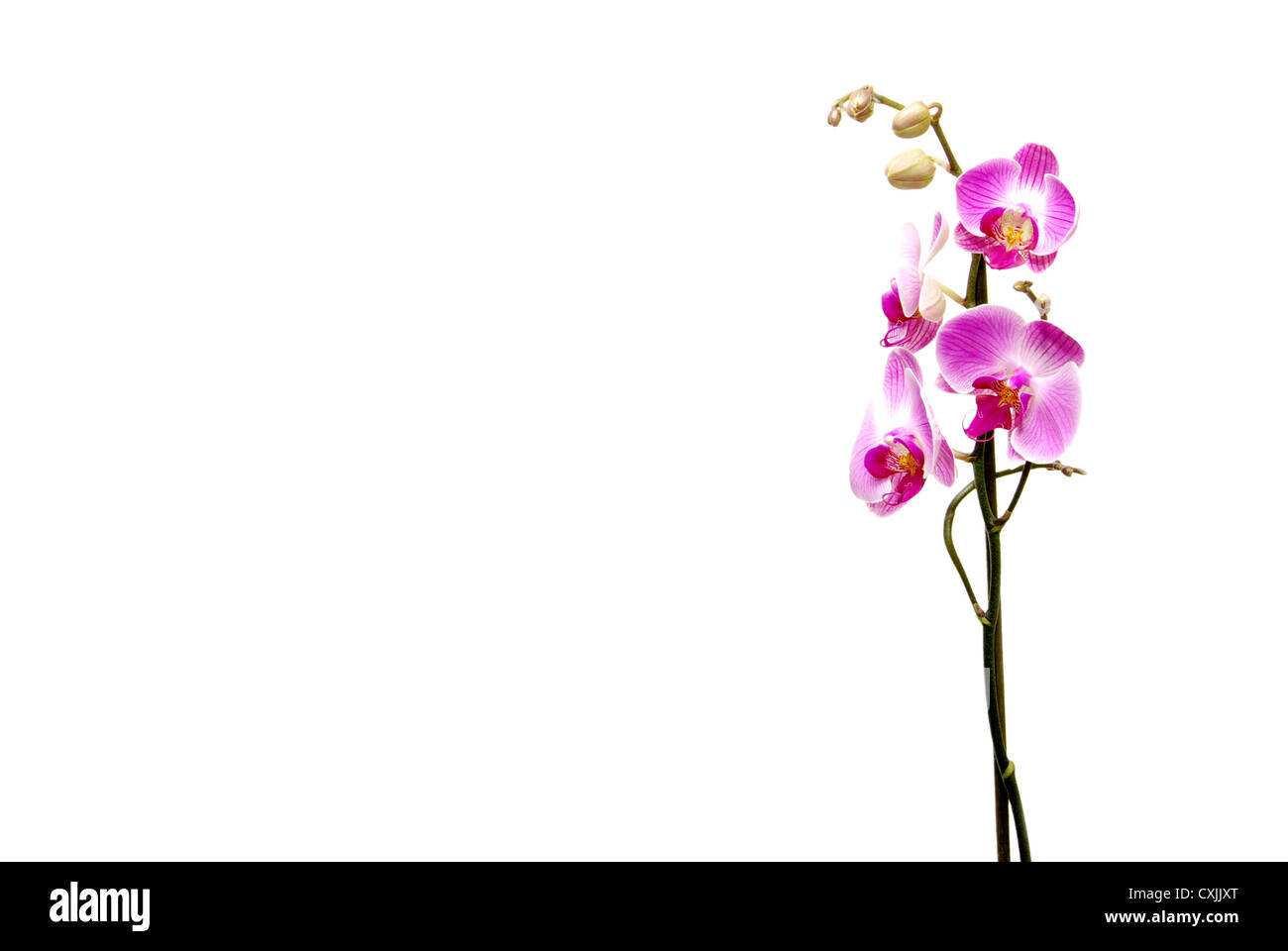 Rosa Orchidee isoliert auf weißem Hintergrund Stockfoto