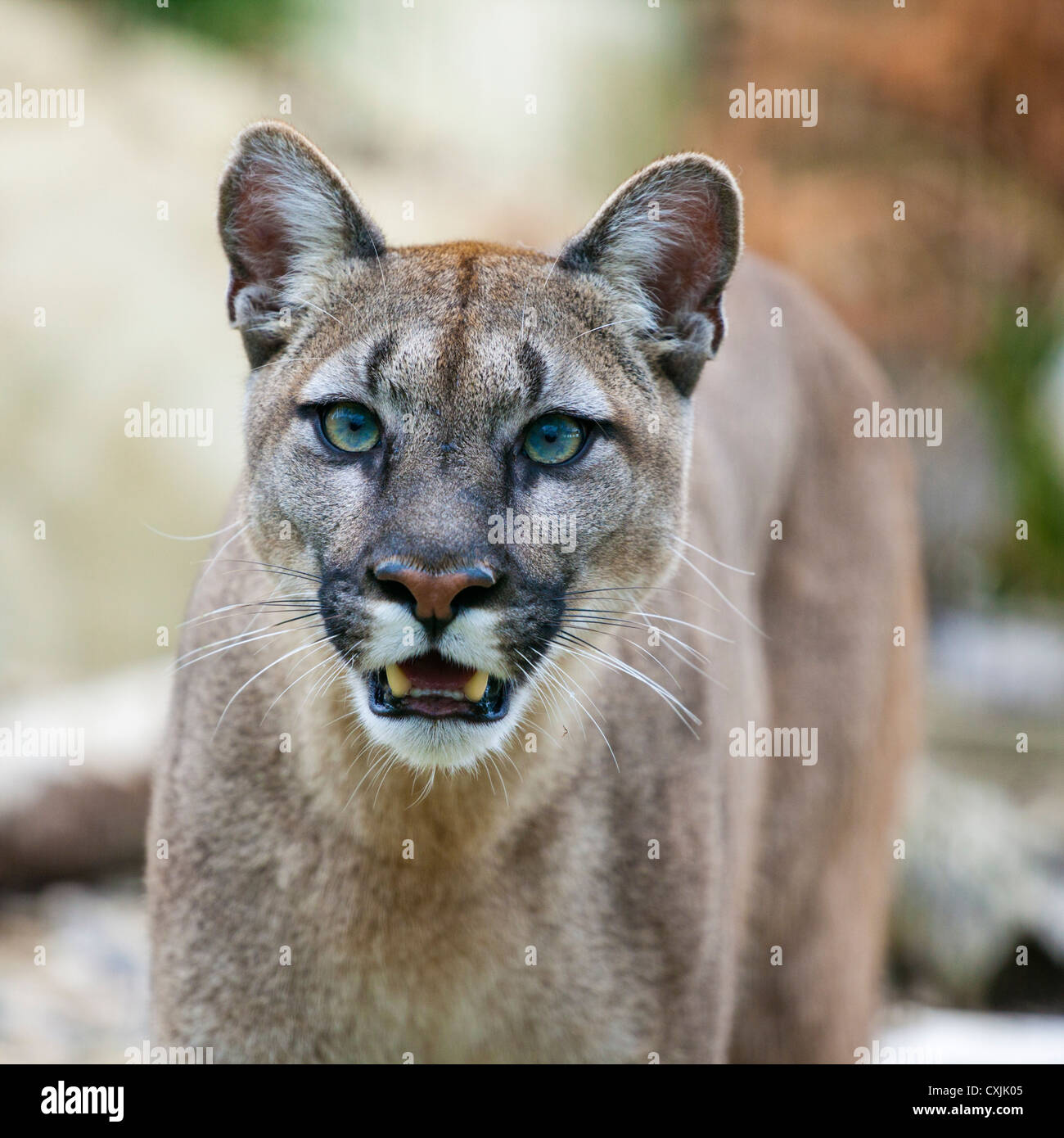 PUMA (Puma Concolor) Stockfoto