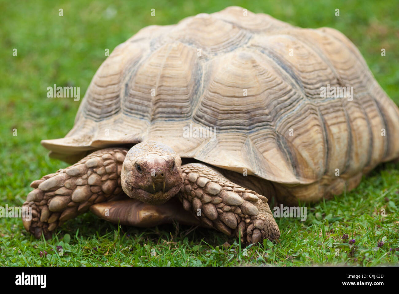 Afrikaner trieb Schildkröte (Geochelone Sulcata) zu Fuß Stockfoto