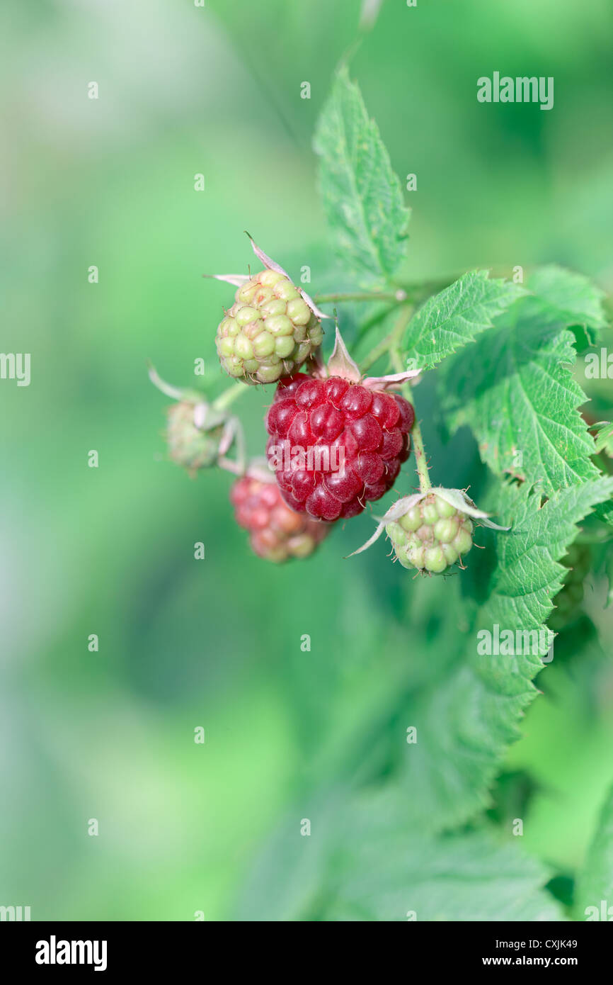 Himbeere 'Autumn Bliss' Stockfoto