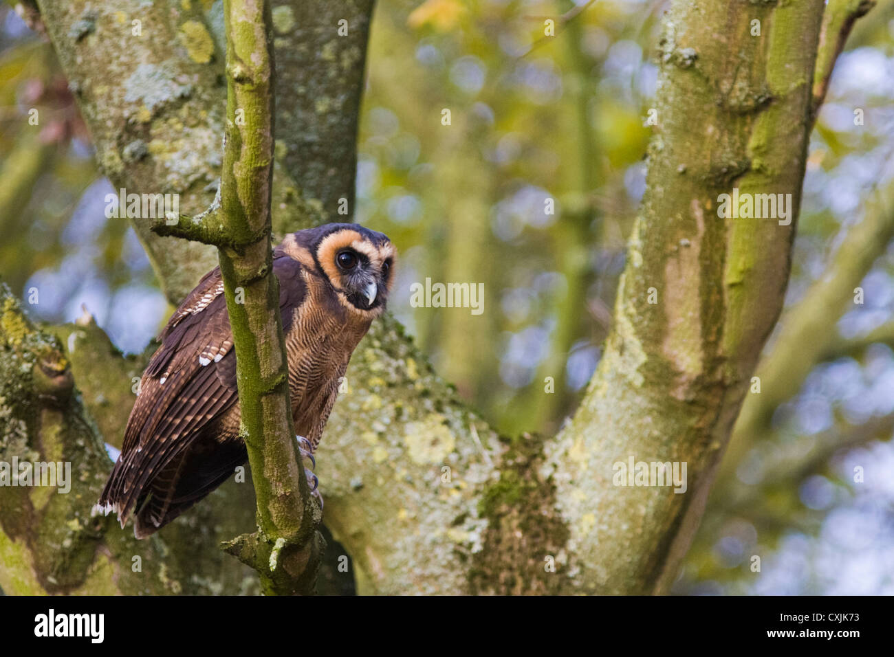 Malaysische Holz Eule (Strix Leptogrammica) thront in Baum Stockfoto