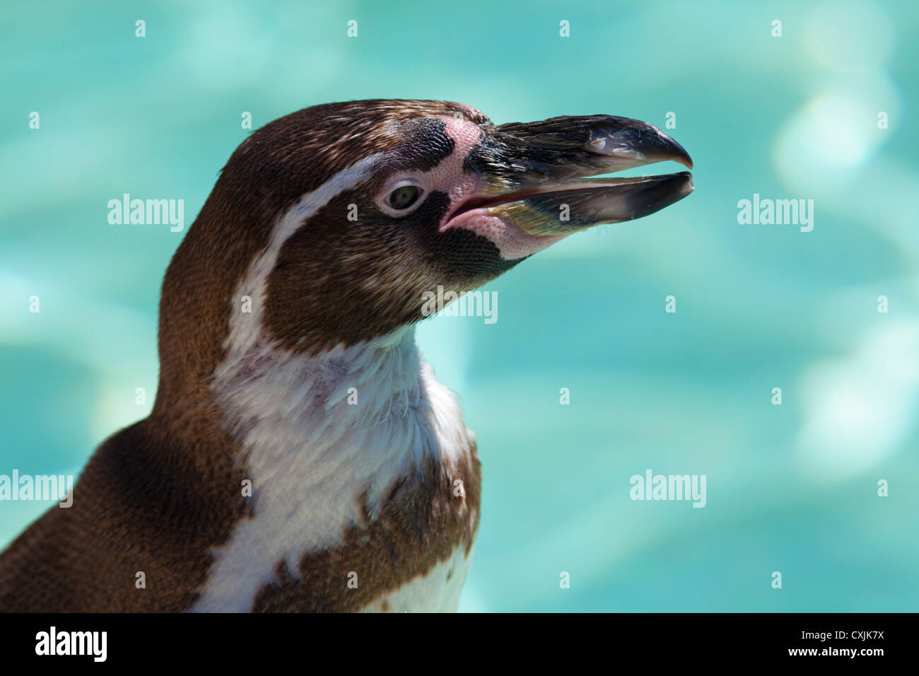 Humboldt-Pinguin Stockfoto