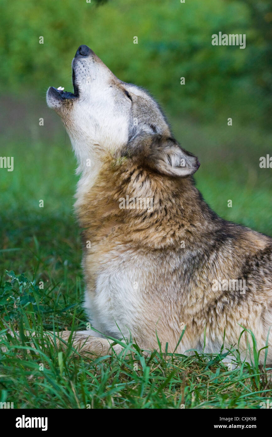 Graue Wolf (Canis Lupus) Indiana, USA Stockfoto