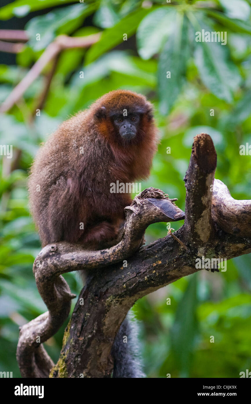 Red Titi Monkey (Callicebus Cupreus) auf Ast Stockfoto