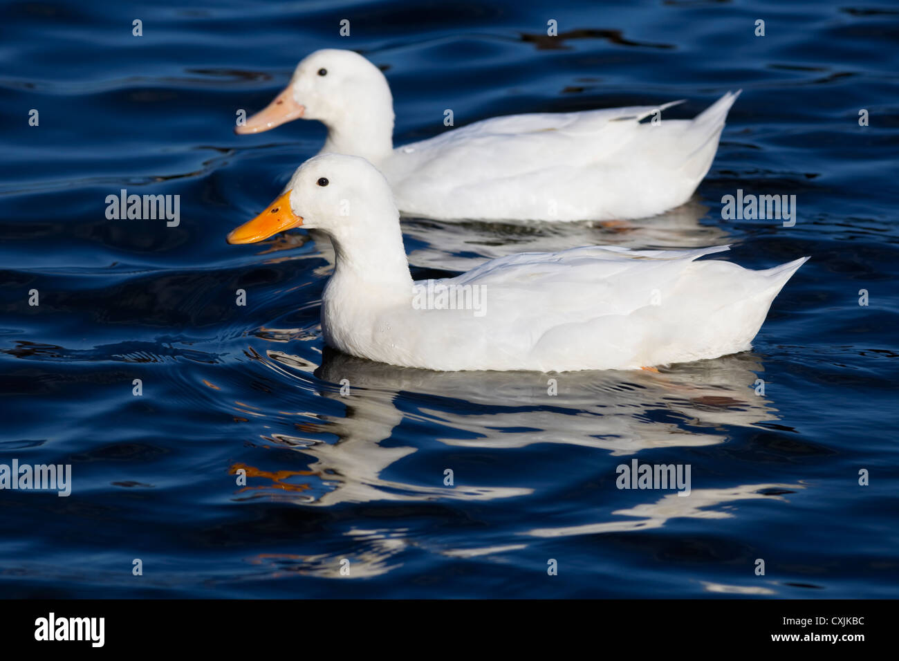 Hausenten (Anas Platyrhynchos) in einem Teich, UK Stockfoto