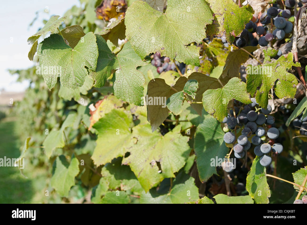 Rote Trauben wachsen auf den Weinstock Zeile Stockfoto