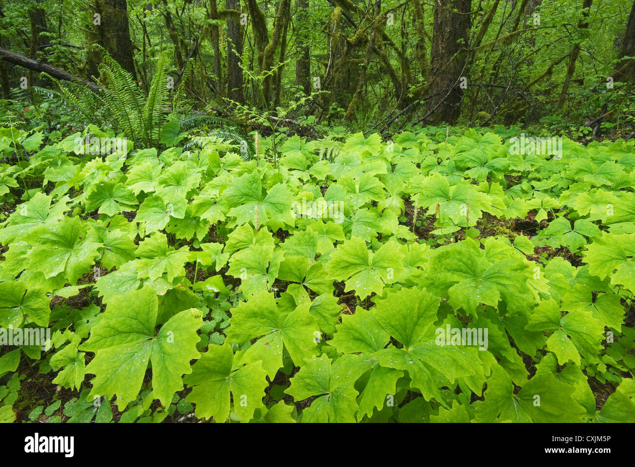 Vanillaleaf oder Hirsche Fuß (Achlys Triphylla), Gifford Pinchot National Forest, gemäßigten Regenwald, Washington USA - Mai Stockfoto