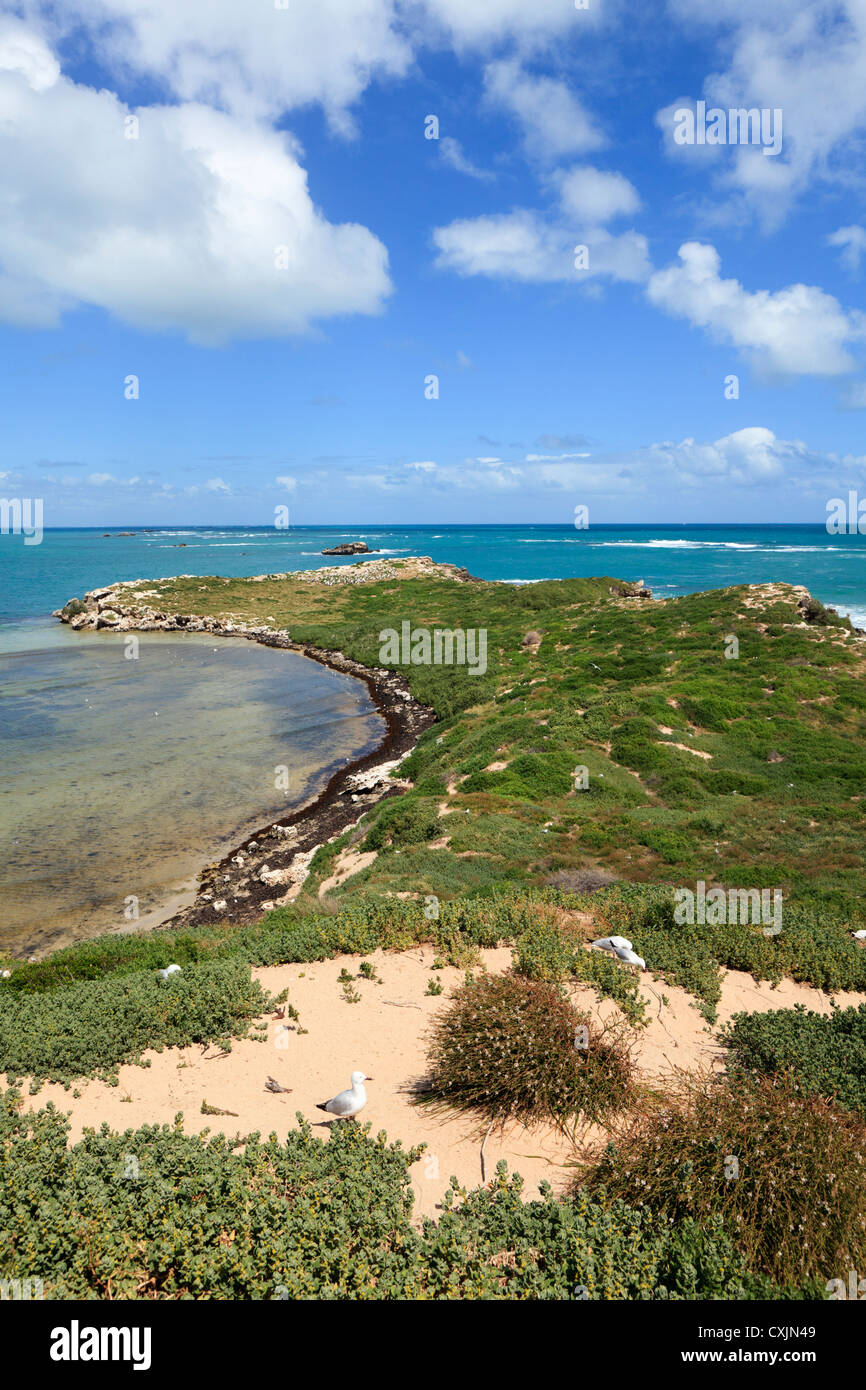 Penguin Island Nature Reserve in der shoalwater Islands Marine Park. Rockingham, Stockfoto