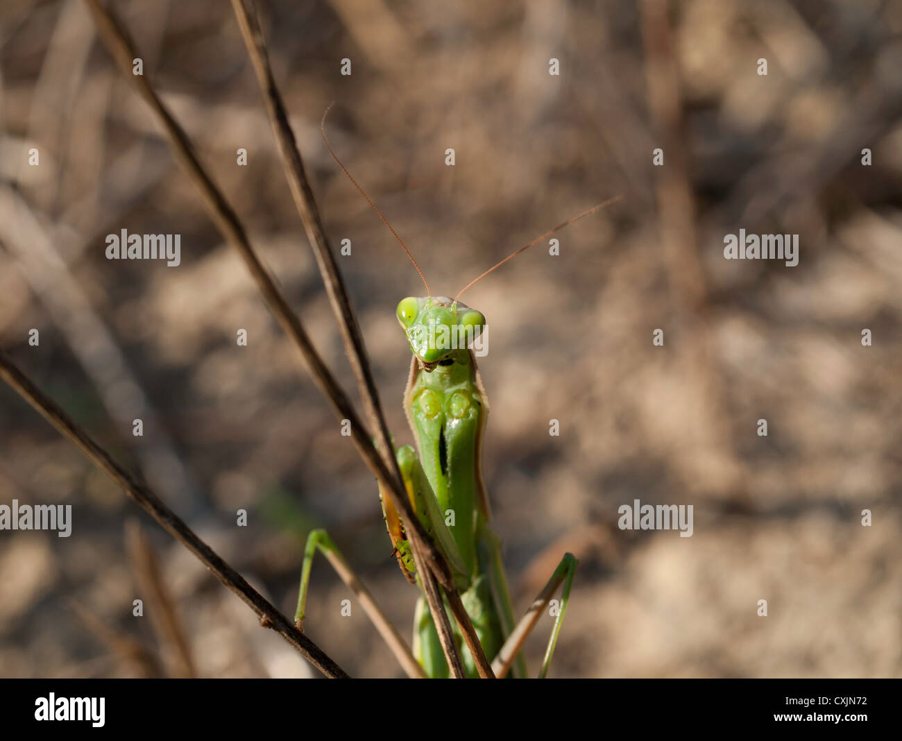 Gottesanbeterin (Mantis Religiosa, Mantidae) auf dem Stroh Stockfoto