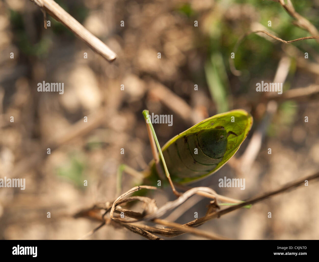 Gottesanbeterin (Mantis Religiosa, Mantidae) auf dem Stroh Stockfoto