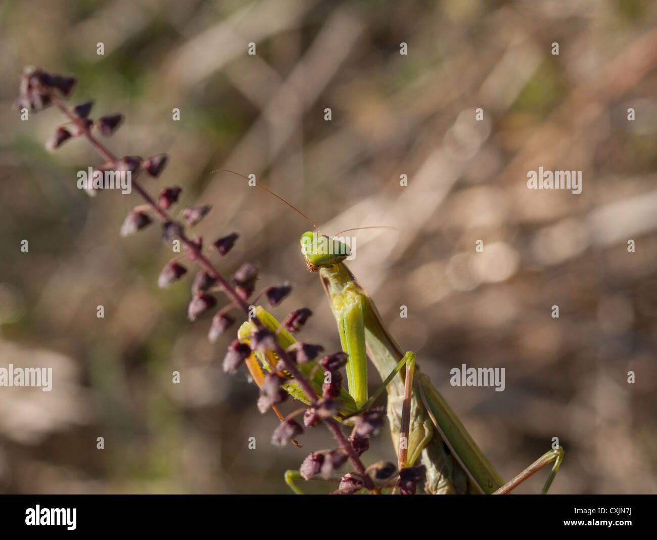 Gottesanbeterin (Mantis Religiosa, Mantidae) auf dem Stroh Stockfoto