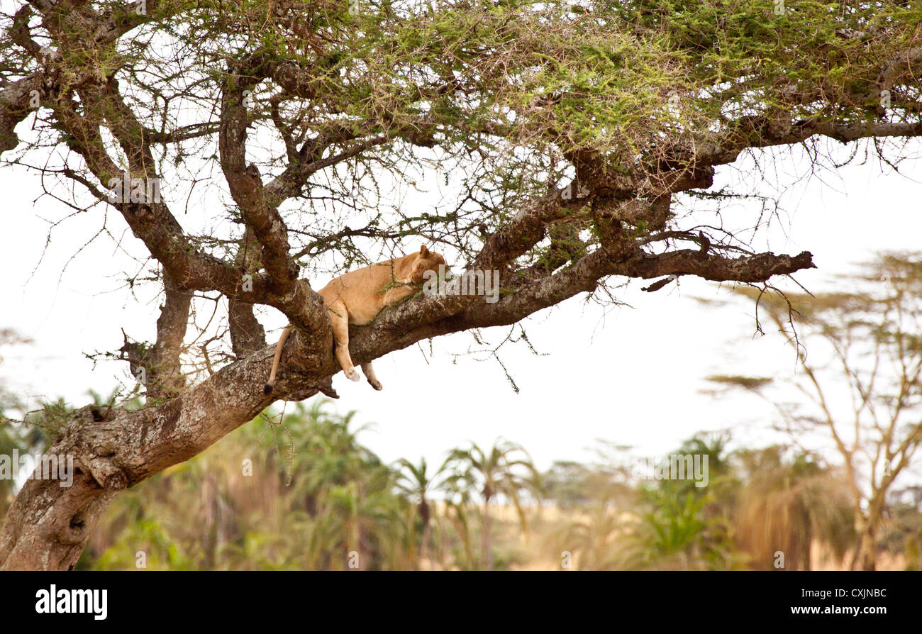 Baumklettern Löwen Rest in die Akazien, Serengeti Nationalpark, Tansania. Stockfoto