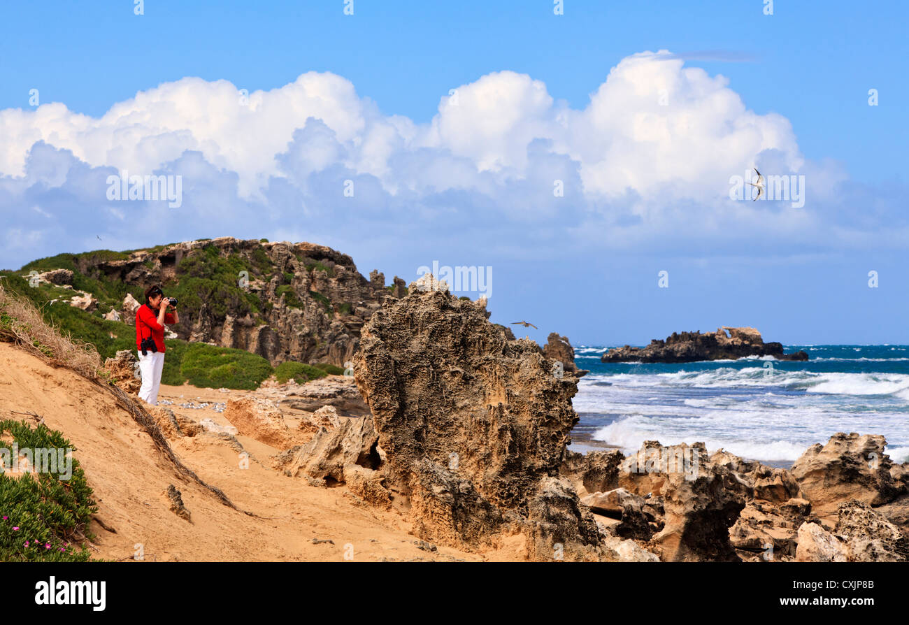 Eine Frau Vögel fotografieren bei Penguin Island Nature Reserve in Shoalwater Islands Marine Parrk Stockfoto