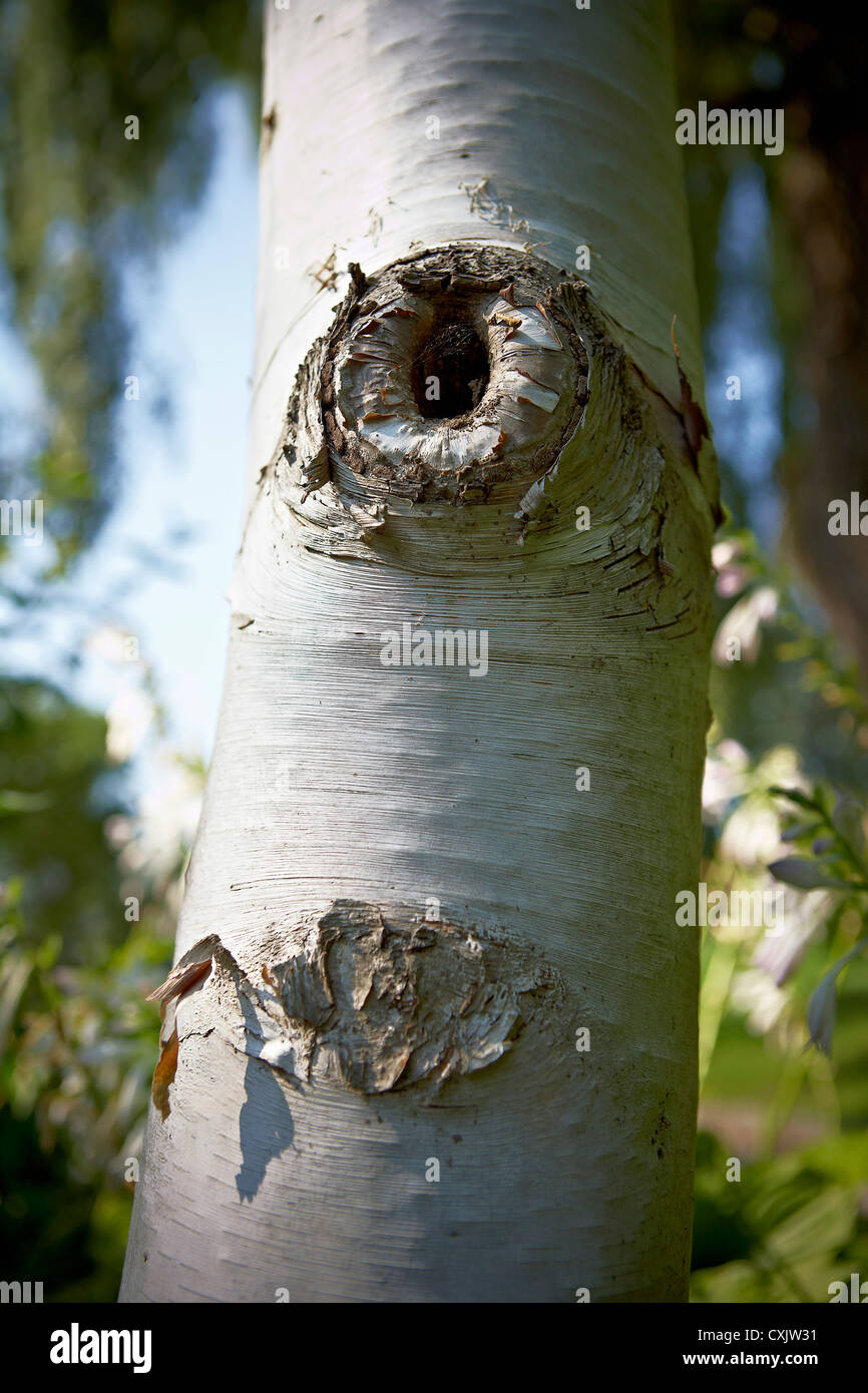 Astloch in Birke Baum, Toronto Botanical Garden, Toronto, Ontario, Kanada Stockfoto