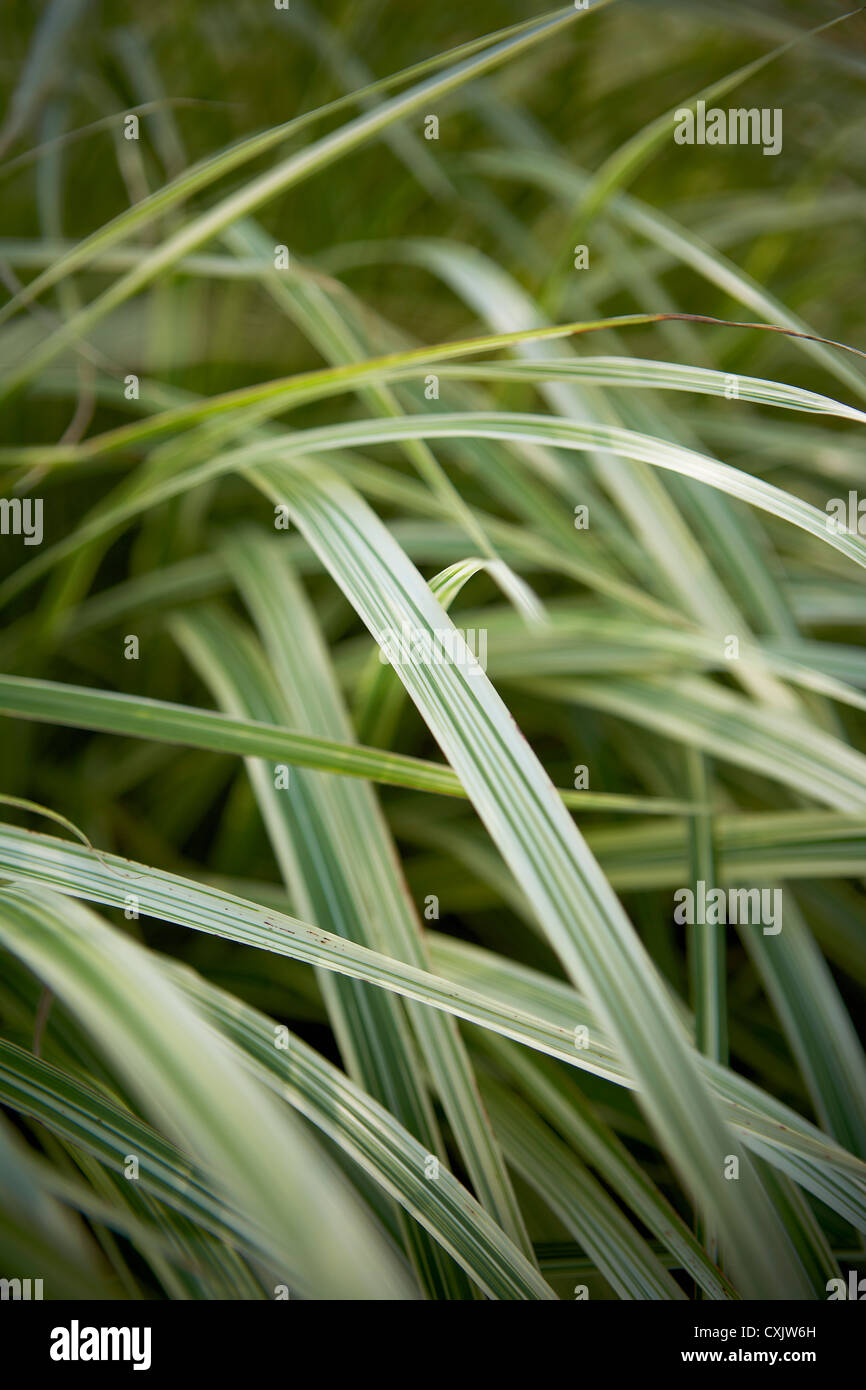 Close-up der Band Grass, Toronto Botanical Gardens, Toronto, Ontario, Kanada Stockfoto