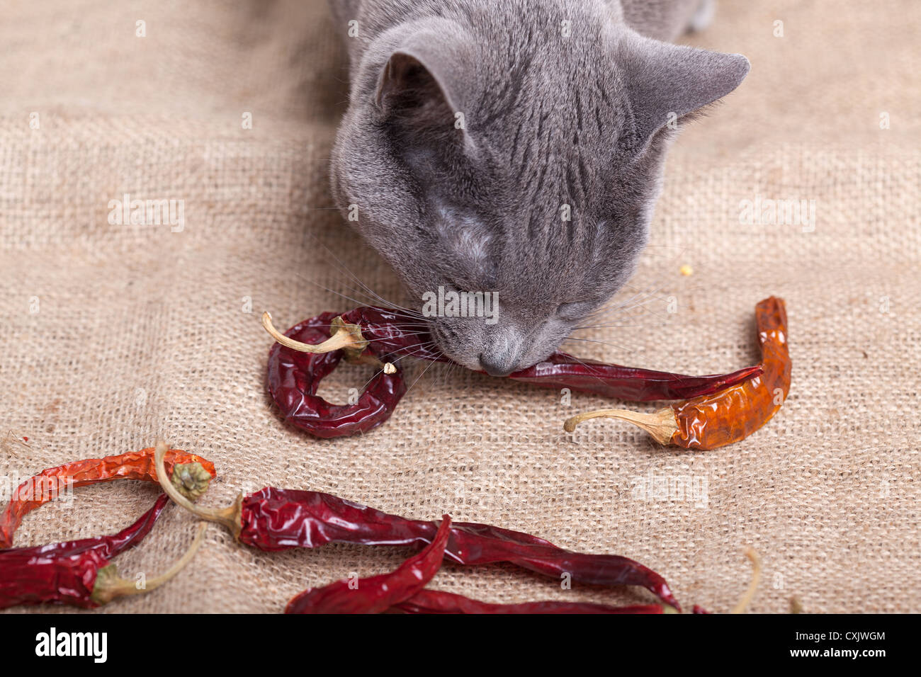 Katze mit Chilischoten Stockfoto