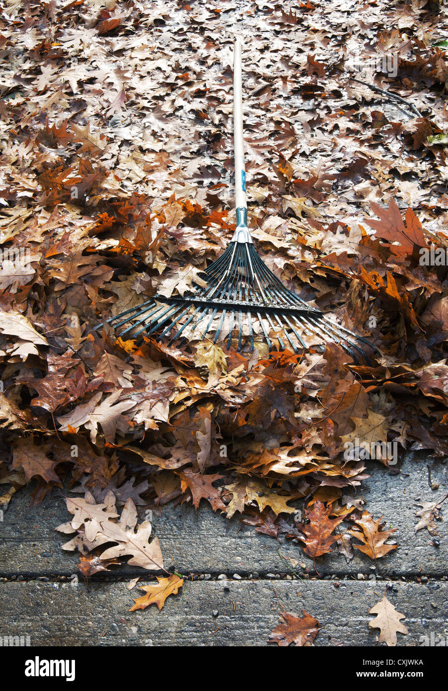 Herbstlaub und Rake Stockfoto