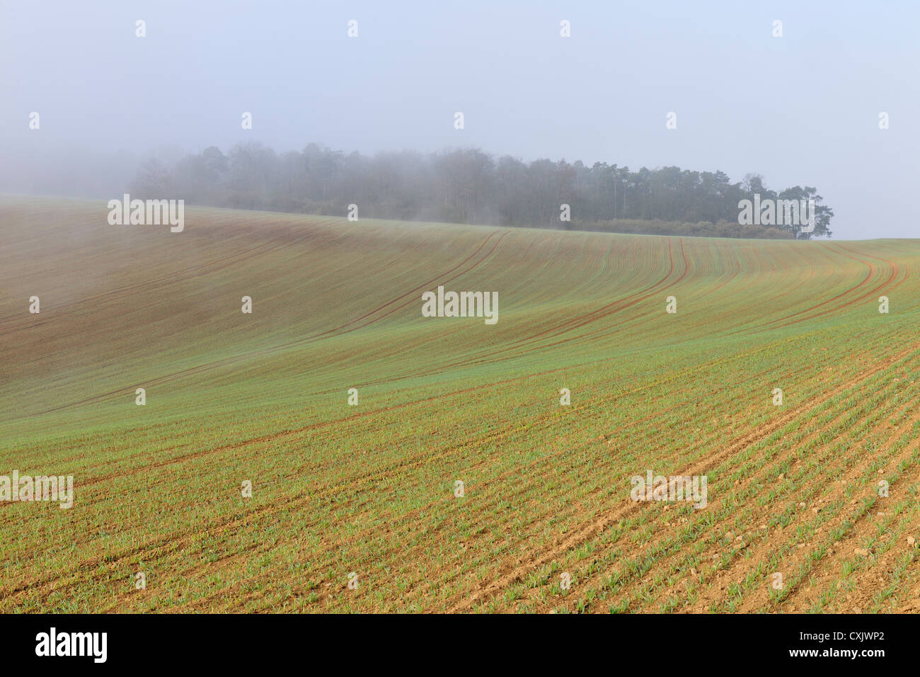 Gesäten Feld im zeitigen Frühjahr, Franken, Bayern, Deutschland Stockfoto