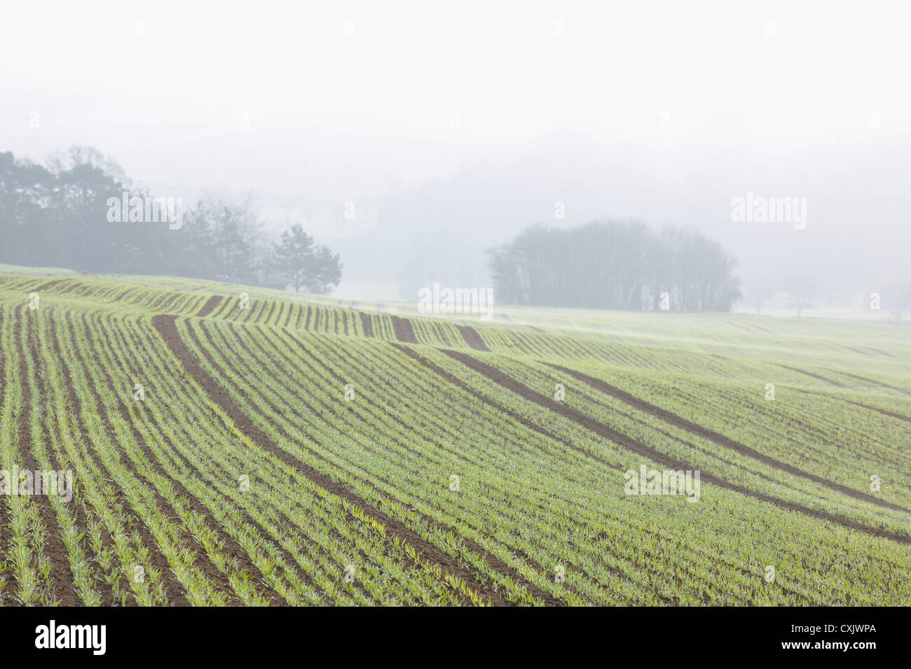 Gesäten Feld im zeitigen Frühjahr, Franken, Bayern, Deutschland Stockfoto