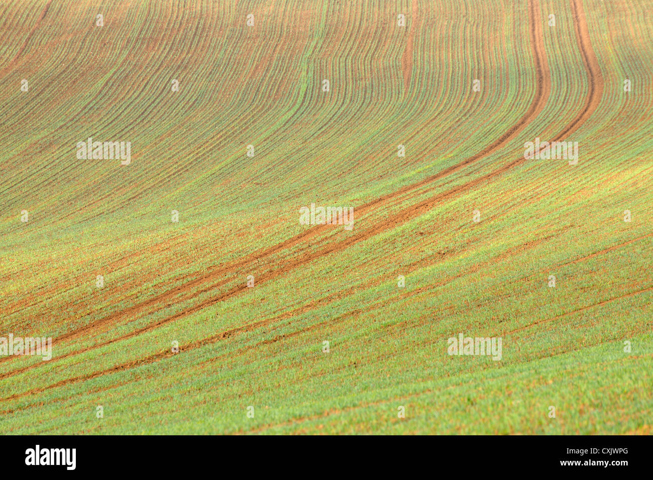 Gesäten Feld im zeitigen Frühjahr, Franken, Bayern, Deutschland Stockfoto