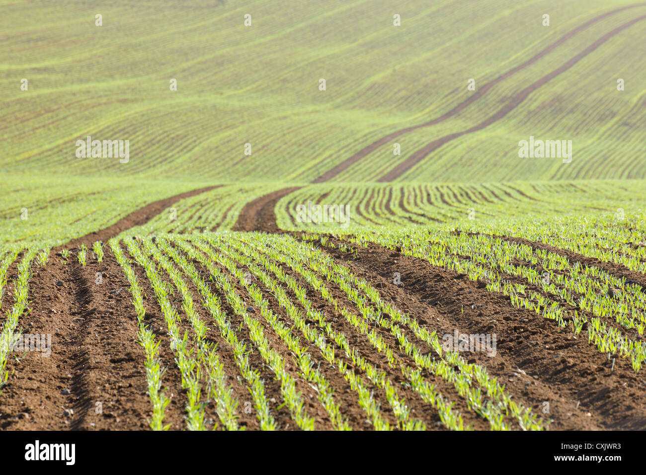 Gesäten Feld im zeitigen Frühjahr, Franken, Bayern, Deutschland Stockfoto
