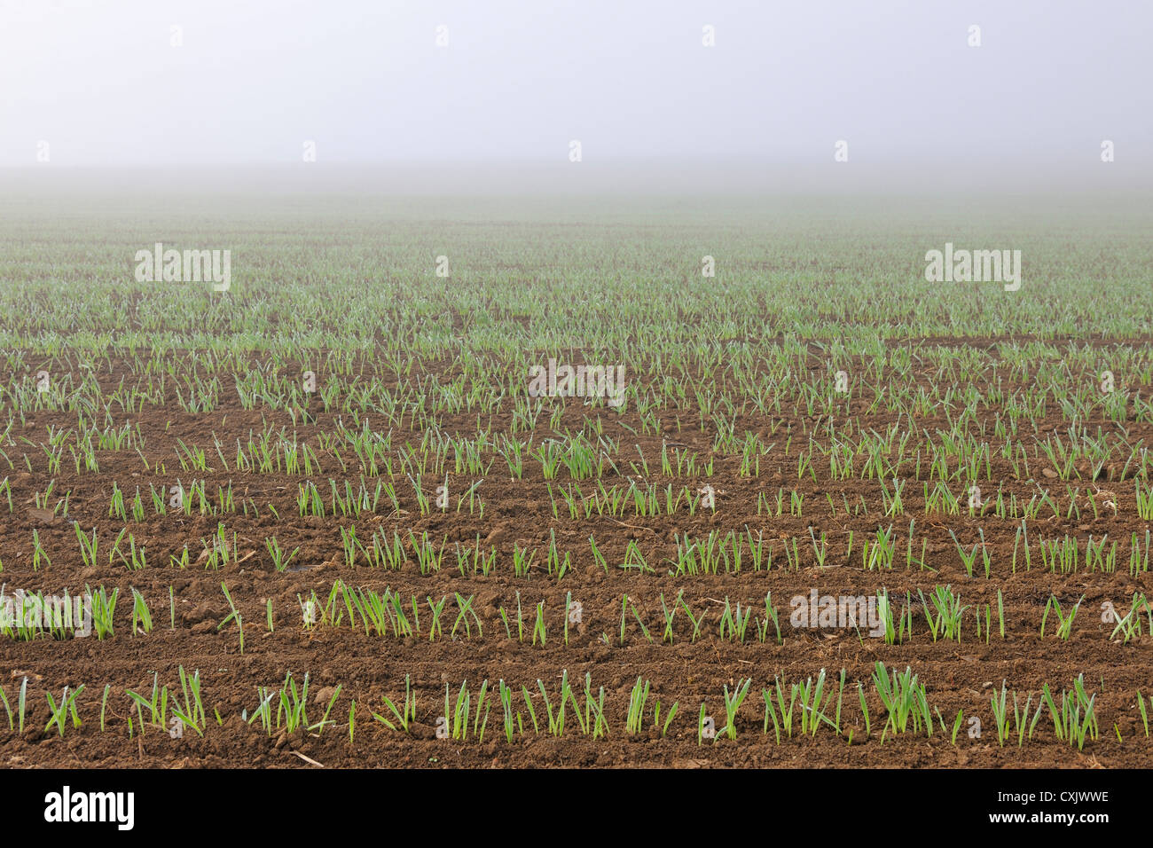 Gesäten Feld im zeitigen Frühjahr, Franken, Bayern, Deutschland Stockfoto