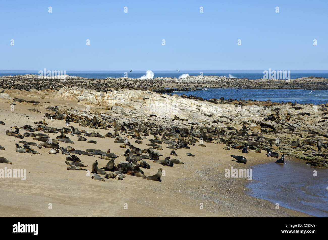 Robben-Kolonie, Südafrika Stockfoto