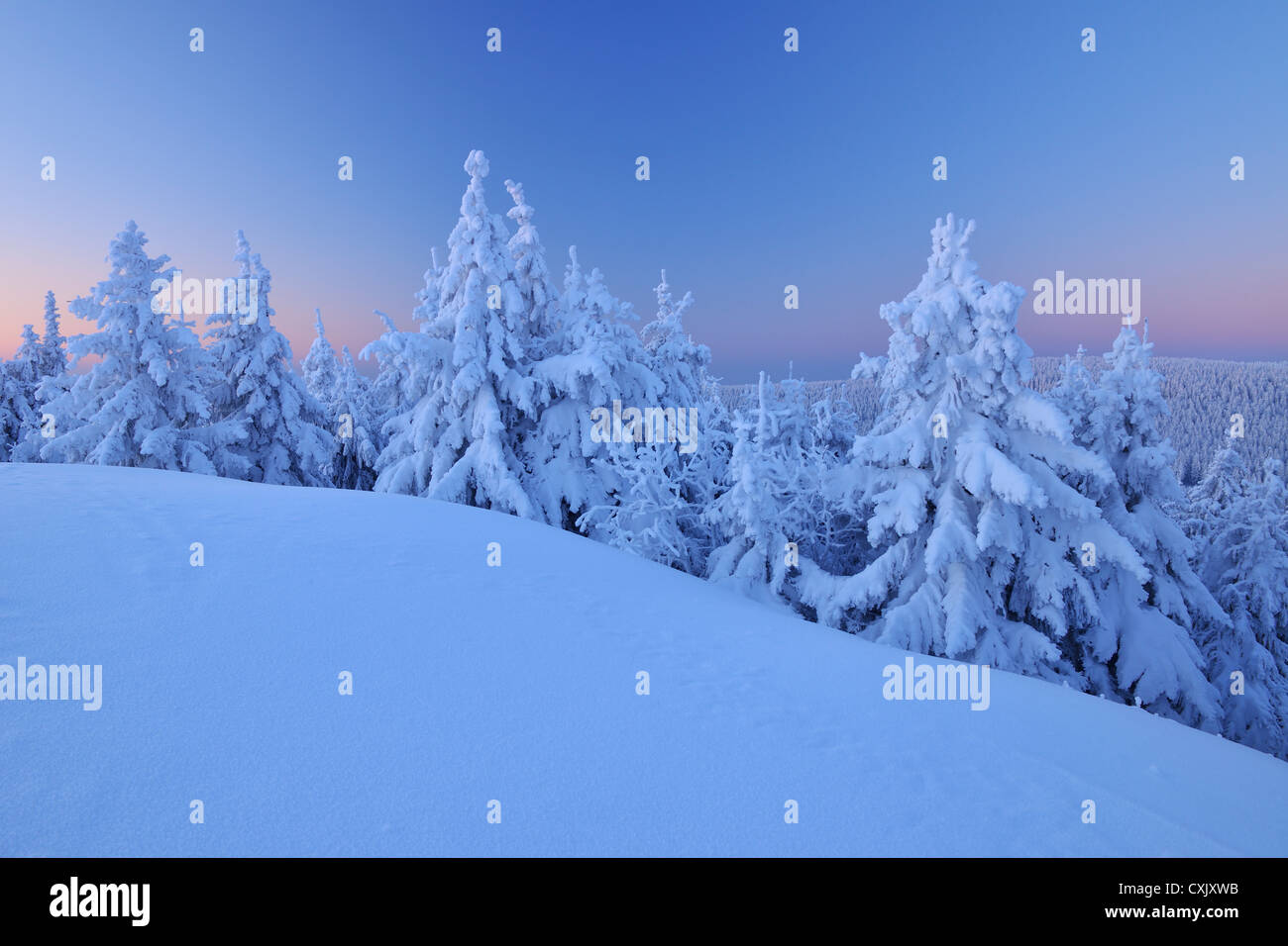 Schneebedeckte Nadelbäume im Morgengrauen, Schneeekopf, Gehlberg, Thüringen, Deutschland Stockfoto