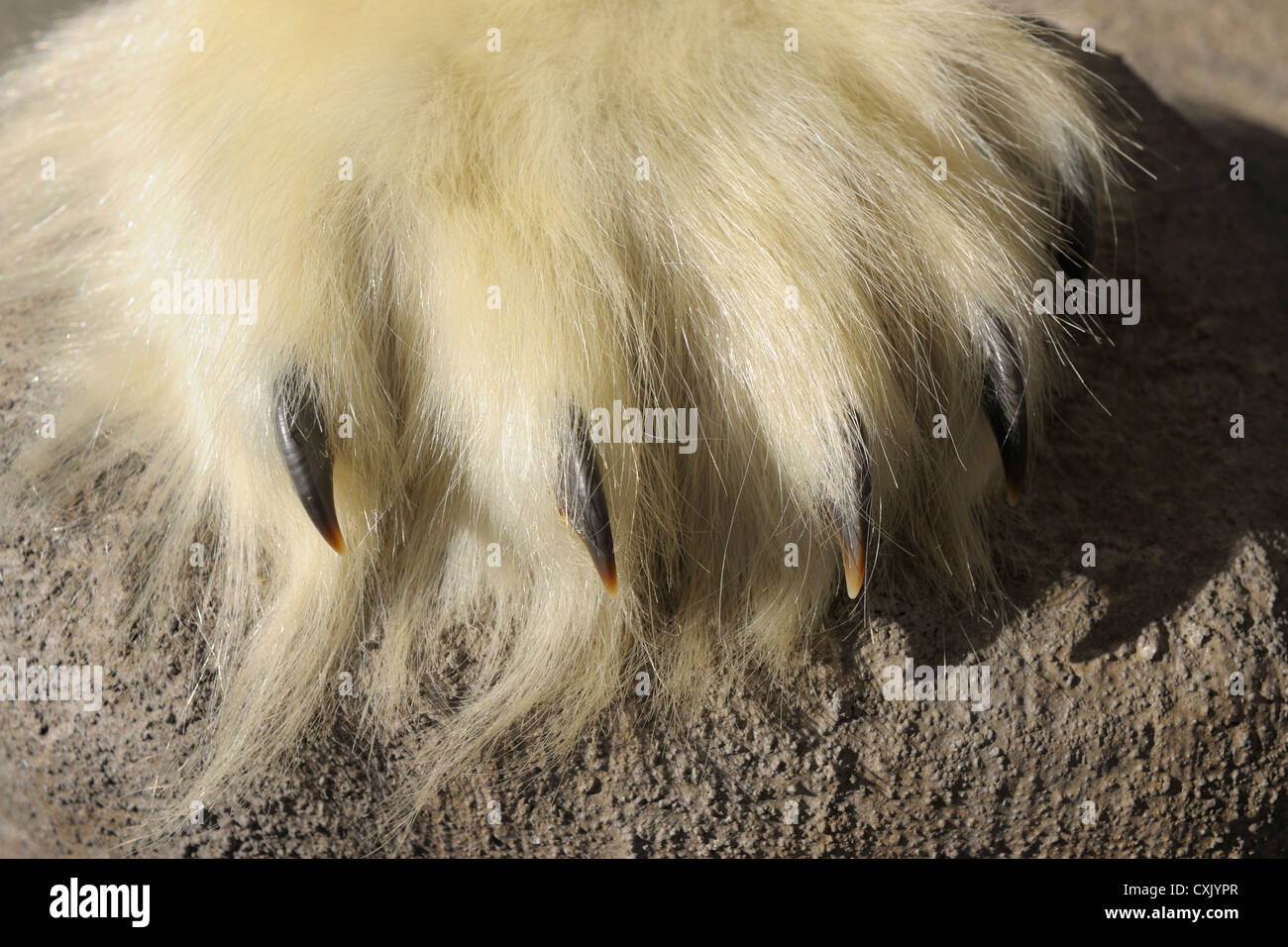 Polar Bear Paw, Longyearbyen, Svalbard, Spitzbergen, Norwegen Stockfoto