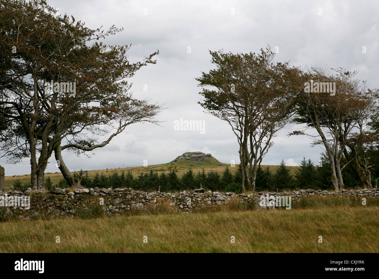 Kestor Rock hinter herbstlichen windgepeitschten Bäumen, Granit Trockensteinmauer, Dartmoor, UK, bewölkt, stürmischer Tag Stockfoto