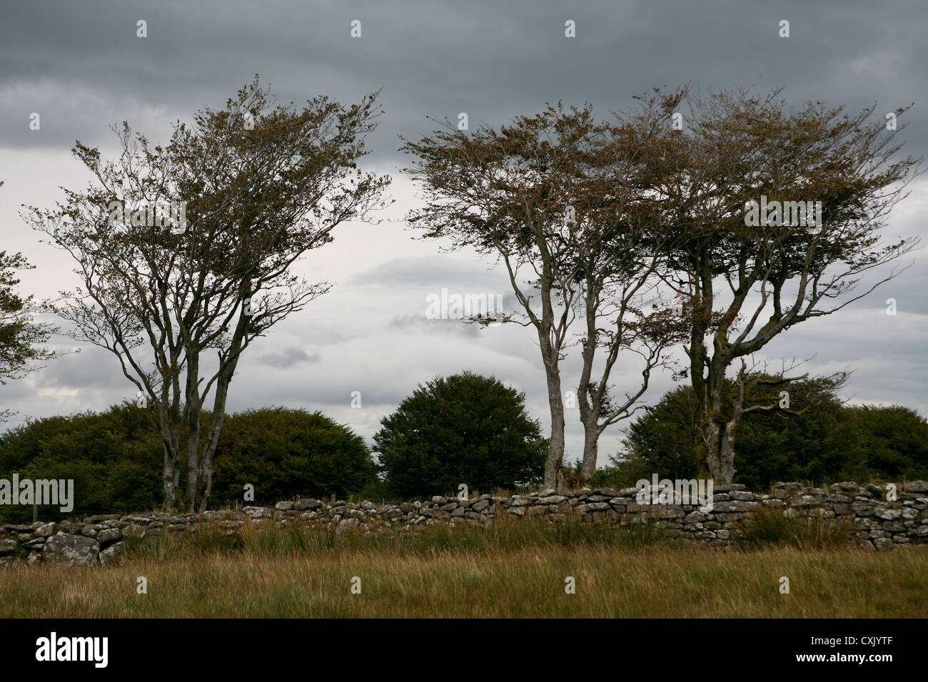 Grauer Himmel hinter herbstlichen, windgepeitschten Bäumen, mit einer alten Granit Trockensteinmauer, stürmischer Tag, Dartmoor, Großbritannien Stockfoto