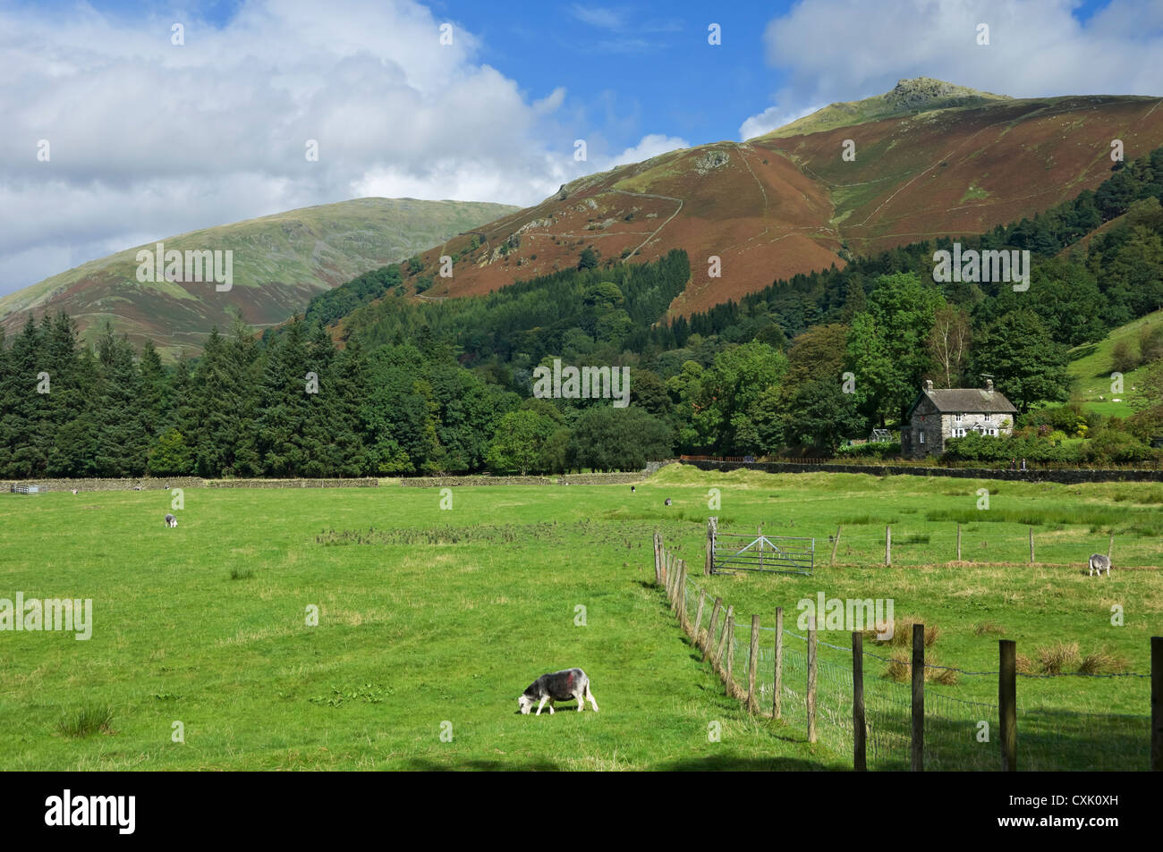 Blick über Felder in Richtung Great Rigg bei Grasmere in Summer Lake District National Park Cumbria England Vereinigtes Königreich GB Großbritannien Stockfoto