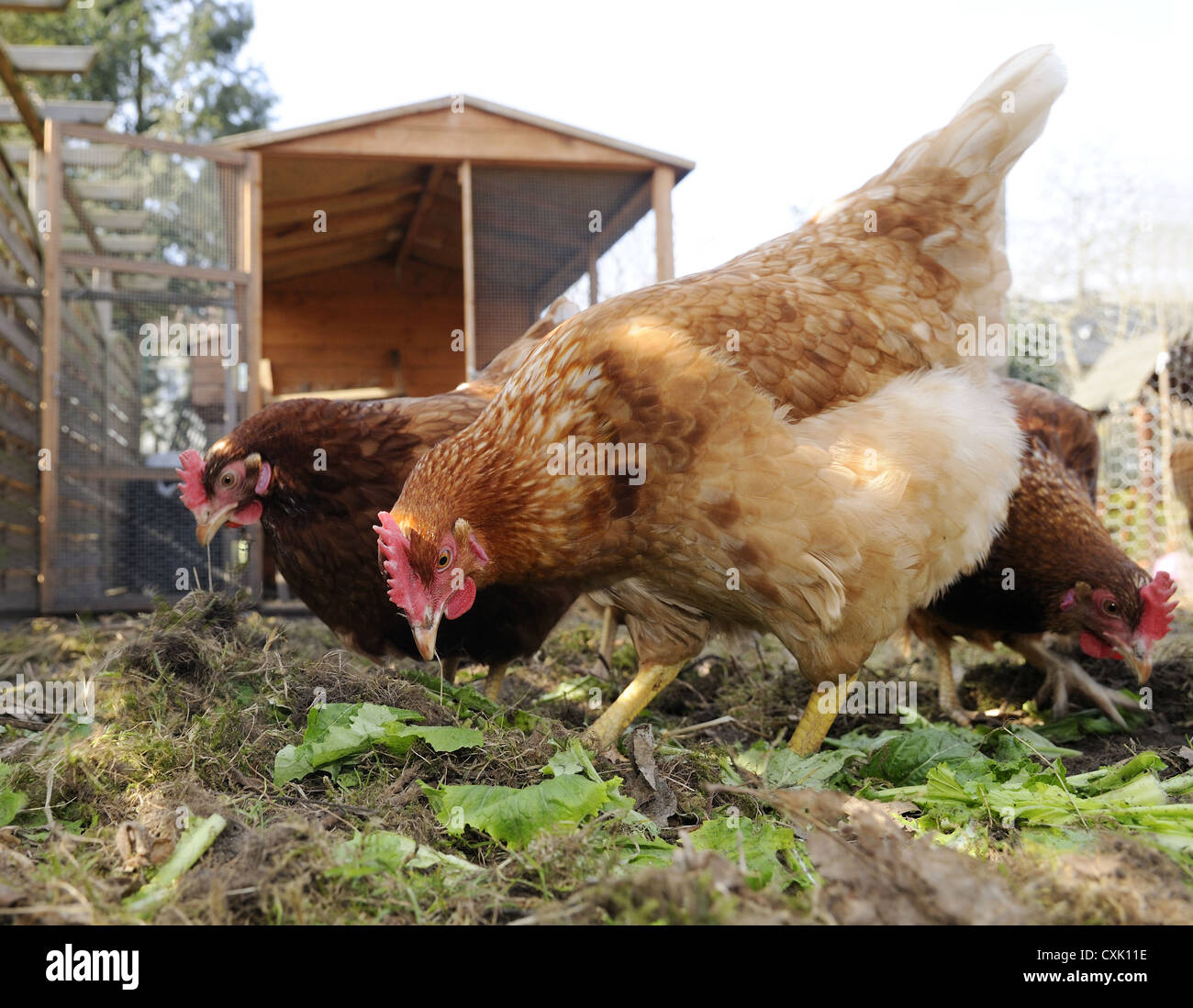 braune Hühner Stockfoto