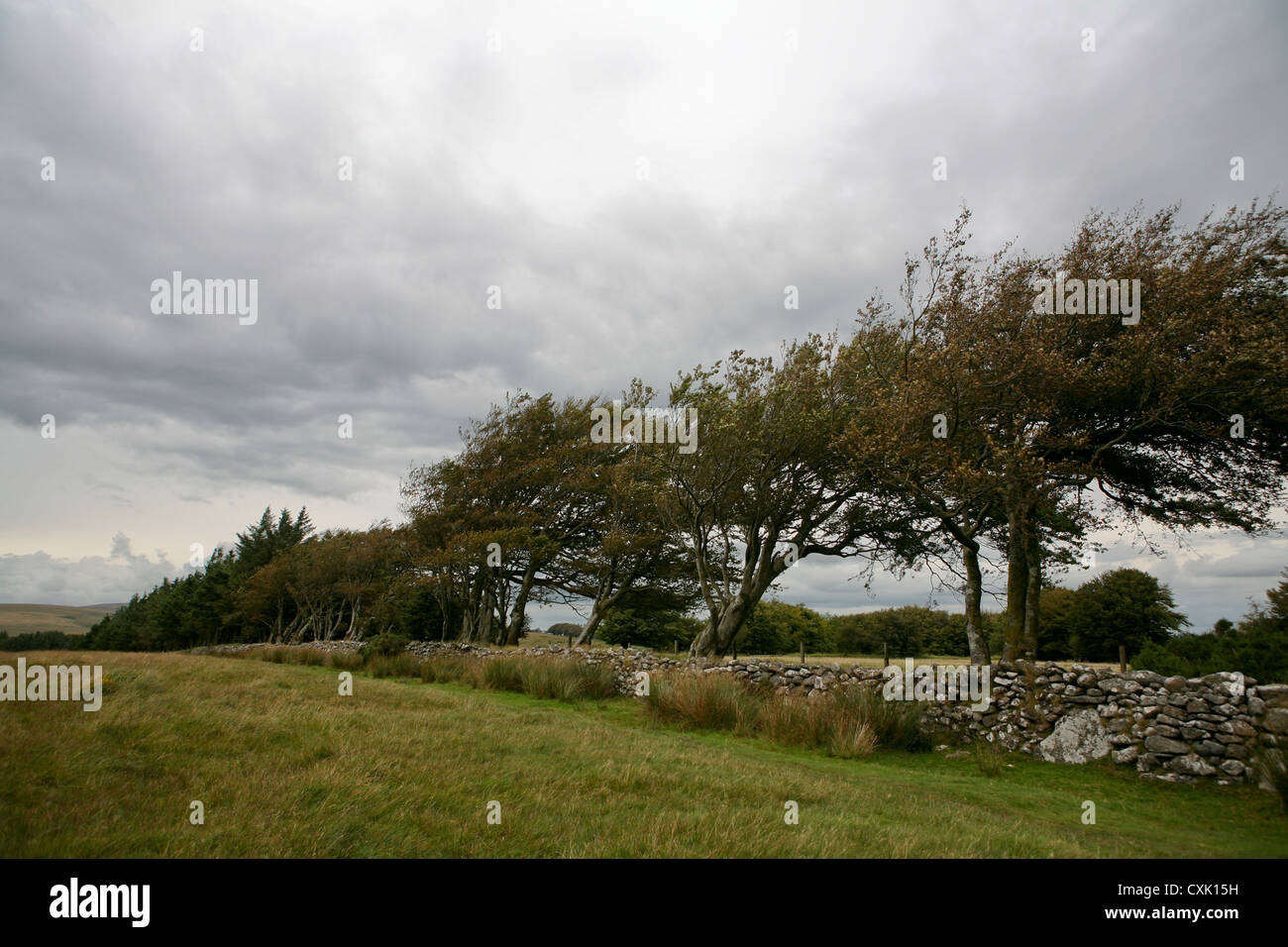 Windgepeitschte Bäume entlang einer alten Granit Trockensteinmauer, stürmischer Tag, Dartmoor, Großbritannien Stockfoto