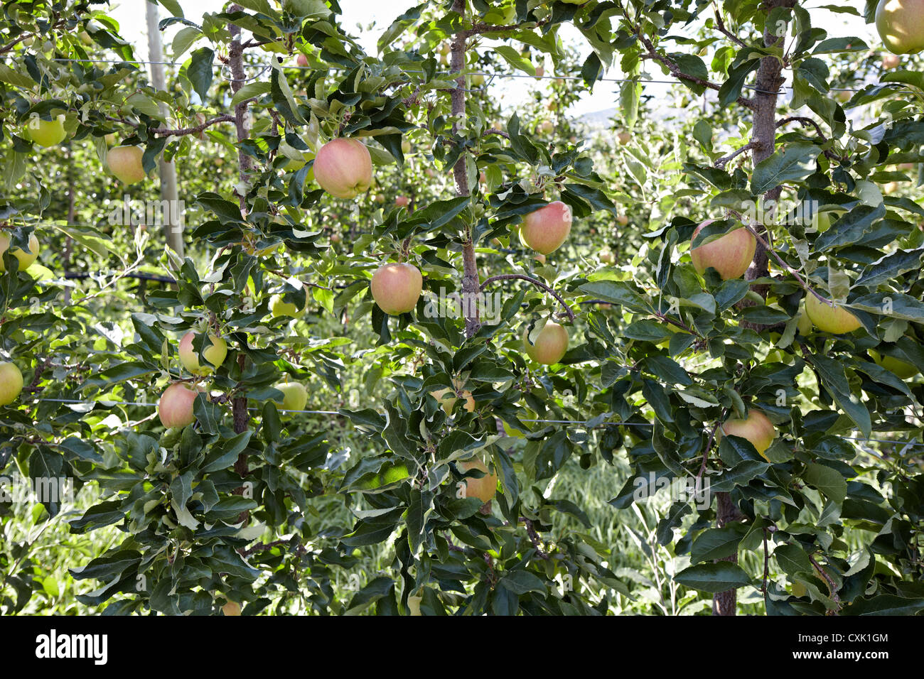 Espaliered Apple Bäume, Cawston, Similkameen Land, British Columbia, Kanada Stockfoto