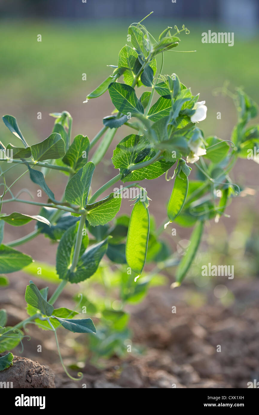 Erbsen, Fenwick, Ontario, Kanada Stockfoto