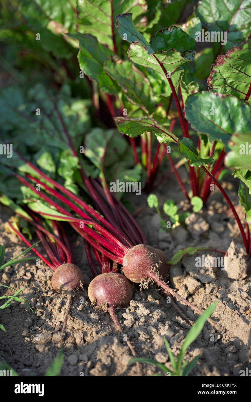 Rüben, Fenwick, Ontario, Kanada Stockfoto