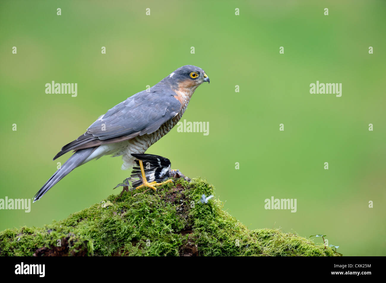 Sperber (Accipiter Nisus) in freier Wildbahn Stockfoto